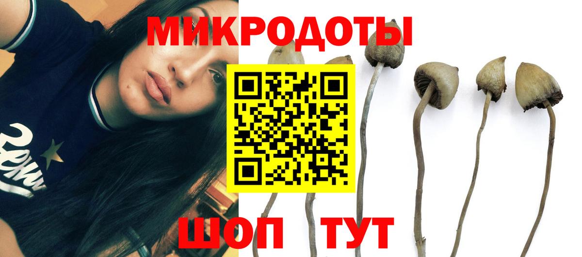 закладки  Псилоцибиновые грибы MAGIC MUSHROOMS  Вход с VPN  Севастополь 